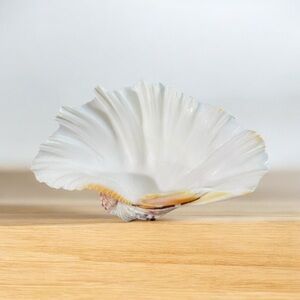 LARGE WHITE NATURAL CLAMSHELL – 8” WIDTH